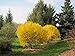 photo Lynwood Gold Forsythia Bush - Yellow Flowering Shrub - Live Plants Shipped 2 Feet Tall by DAS Farms (No California) 2024-2023