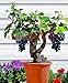 foto Traubenkerne 50 japanischen Dwarf Kyoho (Vitis labrusca) Deep Purple Tabelle Traubenkerne Bonsai Fruchtsamen für Hausgarten 2024-2023