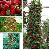foto: comprar Fresa escalada gigante roja - 30 semillas on-line, mejor precio 5,42 € nuevo 2024-2023 éxito de ventas, revisión