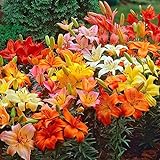 photo: You can buy Asiatic Lilies Mix (10 Pack of Bulbs) - Freshly Dug Perennial Lily Flower Bulbs online, best price $21.67 ($2.17 / Count) new 2024-2023 bestseller, review