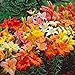 photo Asiatic Lilies Mix (10 Pack of Bulbs) - Freshly Dug Perennial Lily Flower Bulbs 2024-2023