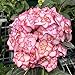 foto Oce180anYLVUK Hortensiensamen, 1 Beutel Hortensiensamen Seltene Kleine Kugelförmige Blumensamen Riesige Schneebälle Für Den Garten Rosa Hortensie 2024-2023