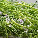 photo: You can buy Rat's Tail Radish Seeds - Packet of 20 Seeds online, best price $8.97 new 2024-2023 bestseller, review