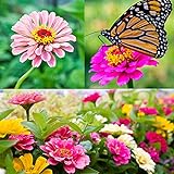 photo: You can buy Zinnia Seeds for Planting Outdoors, Over 480 Seeds Giving You The Zinnia Flowers You Need, Zinnia Elegans, 4.2 Grams, Non-GMO online, best price $4.97 new 2024-2023 bestseller, review