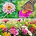 photo Zinnia Seeds for Planting Outdoors, Over 480 Seeds Giving You The Zinnia Flowers You Need, Zinnia Elegans, 4.2 Grams, Non-GMO 2024-2023