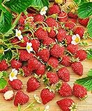 photo: You can buy Seeds4planting - Seeds Alpine Strawberry Red Baron Solemaher Everbearing Climbing Fruits Non GMO online, best price $8.94 new 2024-2023 bestseller, review