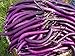 foto la semilla de berenjena púrpura 200PC. semillas de plantas hortícolas verde natural. Sencillo establecimiento del jardín 2024-2023