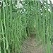 foto Meterbohne/Spargelbohne 50 x Samen aus Portugal 100% Natursamen/Massenträger Bohnensamen Bohnen Samen Saatgut 2024-2023