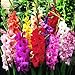 photo Mixed Gladiolus Flower Bulbs - 50 Bulbs Assorted Colors 2024-2023
