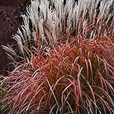 photo: You can buy 30+ MISCANTHUS Flame Grass Ornamental Grass/Hardy Perennial online, best price $9.99 new 2024-2023 bestseller, review