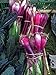 foto Zwiebel 'Lange Rote von Florenz' (Allium cepa) 500 Samen Zipolle Lauchzwiebel 2024-2023
