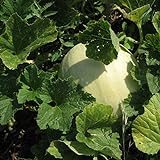photo: You can buy Honeydew Seeds - Green Flesh - Heirloom - Liliana's Garden online, best price $5.95 new 2024-2023 bestseller, review