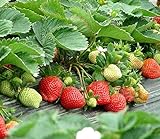 photo: You can buy Strawberry Seeds 250 PCS for Planting in Pots Non GMO online, best price $9.99 ($0.04 / Count) new 2024-2023 bestseller, review