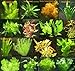 foto 9 Bunde mit über 60 Aquarium-Pflanzen + Dünger - farbiges Sortiment für 60-100 Liter Aquarien, Wasserpflanzen für alle Aquarienbereiche 2024-2023