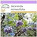 foto SAFLAX - Palisandro - 50 semillas - Jacaranda mimosifolia 2024-2023