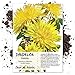 photo Seed Needs, Dandelion Herb (Taraxacum officinale) Bulk Package of 10,000 Seeds Non-GMO 2024-2023