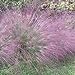 photo Outsidepride Love Grass Purple - 1000 Seeds 2024-2023
