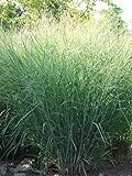 photo: You can buy Perennial Farm Marketplace Panicum v. 'Cloud Nine' (Blue Switchgrass) Ornamental Grass, Size-#1 Container, Green Foliage with Airy Blooms online, best price $14.95 new 2024-2023 bestseller, review