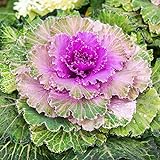 photo: You can buy Outsidepride Ornamental Kale - 1000 Seeds online, best price $6.49 new 2024-2023 bestseller, review