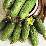 photo: You can buy Seeds Cucumber Parisian Gherkin Pickling Heirloom Vegetable for Planting Non GMO online, best price $6.99 new 2024-2023 bestseller, review