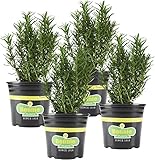 photo: You can buy Bonnie Plants Rosemary Live Edible Aromatic Herb Plant - 4 Pack, Perennial In Zones 8 to 10, Great for Cooking & Grilling, Italian & Mediterranean Dishes, Vinegars & Oils, Breads online, best price $23.26 ($5.82 / Count) new 2024-2023 bestseller, review