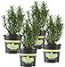 photo Bonnie Plants Rosemary Live Edible Aromatic Herb Plant - 4 Pack, Perennial In Zones 8 to 10, Great for Cooking & Grilling, Italian & Mediterranean Dishes, Vinegars & Oils, Breads 2024-2023