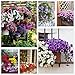 photo Petunia Seeds80000+Pcs 'Colour-Themed Collection'(Rainbow Colors) Perennial Flower Mix Seeds,Flowers All Summer Long,Hanging Flower Seeds Ideal for Pot 2024-2023