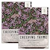 photo: You can buy Seed Needs, Wild Creeping Thyme (Thymus serpyllum) Twin Pack of 20,000 Seeds Each online, best price $13.99 ($0.00 / Count) new 2024-2023 bestseller, review