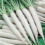 photo: You can buy 50+ Daikon Radish Seed Pack. Garden Planting, Jar Planting or Microgreens online, best price $2.29 ($0.05 / Count) new 2024-2023 bestseller, review
