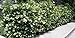photo Ligustrum Japonicum 'Recurvifolium' - Curled Leaf Privet - 20 Live Plants - Evergreen Privacy Hedge 2024-2023