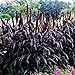 photo Park Seed Purple Majesty Hybrid Ornamental Millet Seeds 2024-2023