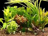 foto: jetzt Zoomeister - 5 Verschiedene Bund Wasserpflanzen, ca. 35 Einzelpflanzen gegen Algen Online, bester Preis 12,99 € (2,60 € / stück) neu 2024-2023 Bestseller, Rezension