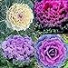 photo KETERE Colorful Japanese Ornamental Cabbage Osaka Mix Seeds for Planting Around 100 Pcs Seeds 2024-2023