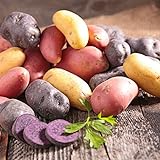 photo: You can buy Organic US Grown Potato Medley Mix - 10 Seed Potatoes Mixed Colors Red, Purple and Yellow from Easy to Grow Bulbs TM online, best price $13.99 new 2024-2023 bestseller, review
