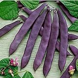 photo: You can buy David's Garden Seeds Bean Pole Dow Purple Podded 9975 (Purple) 50 Non-GMO, Open Pollinated Seeds online, best price $4.45 new 2024-2023 bestseller, review