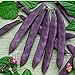 photo David's Garden Seeds Bean Pole Dow Purple Podded 9975 (Purple) 50 Non-GMO, Open Pollinated Seeds 2024-2023