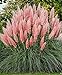photo Ecowus Pink Pampas Grass Cortaderia Selloana Rosea Ornamental Flower - 200 Seeds 2024-2023