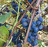 photo: You can buy Concord Grape Seeds (Vitis labrusca 'Concord') 10+ Organic Michigan Concord Grape Vine Seeds in FROZEN SEED CAPSULES for The Gardener & Rare Seeds Collector - Plant Seeds Now or Save Seeds for Years online, best price $14.95 new 2024-2023 bestseller, review