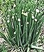 foto 100 Winterheckenzwiebel Samen, Allium fistulosum, Welsh Onion, mehrjährig,winterhart 2024-2023