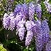 foto 20 piezas de semillas de glicina Hojas perennes Resistente Decoración de flores púrpuras del jardín casero de la semilla del árbol de la vid trepadora fácil de plantar 2024-2023