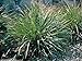 photo Gamma Grass -50 Seeds(Tripsacum dactyloides) Warm-Season Perennial ~Ornamental ! 2024-2023