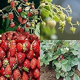 photo: You can buy David's Garden Seeds Collection Set Fruit Strawberry 7449 (Red) 4 Varieties 200 Non-GMO Seeds online, best price $16.95 ($4.24 / Count) new 2024-2023 bestseller, review