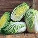 photo 100+ Count Napa Michihili Heading Cabbage Seed, Heirloom, Non GMO Seed Tasty Healthy Veggie 2024-2023