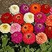 photo Outsidepride Zinnia Elegans Lilliput Flower Seed Mix - 1000 Seeds 2024-2023