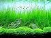 photo AQUARIUM PLANTS DISCOUNTS Potted Tall Hairgrass by AquaLeaf Aquatics - Easy Aquatic Live Plant 2024-2023