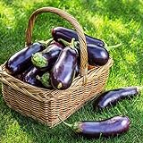 photo: You can buy 500+ Purple Aubergine Eggplant Seeds Non-GMO Vegetable online, best price $10.99 ($0.02 / Count) new 2024-2023 bestseller, review