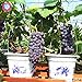 foto 50pcs semillas de uva negro semillas de uva bonsai frutales enanos crecen las uvas árbol fácil semillas de frutas japoneses para plantar jardín de su casa 2024-2023