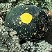 photo Burpee Moon & Stars Heirloom Watermelon Seeds 30 seeds 2024-2023