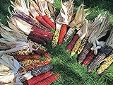 photo: You can buy 225 Iowa Indian Corn-Ornamental Seeds High Yeild Colorful Large Ears online, best price $16.98 new 2024-2023 bestseller, review