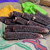 photo: You can buy Ornamental Corn Seeds - Ruby Red - 1,000 Seeds online, best price $11.99 ($0.01 / Count) new 2024-2023 bestseller, review